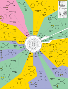 660px-GeneticCode21-version-2-232x300