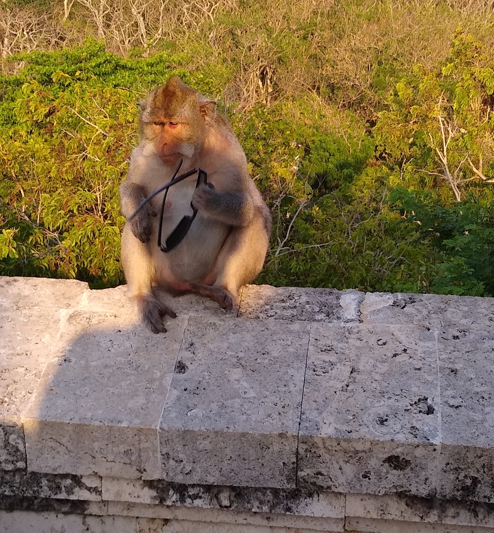 Uluwatu_monkey_2_-_stolen_sunglasses